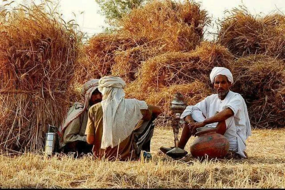  Farmers Urge Government to Begin Wheat Procurement